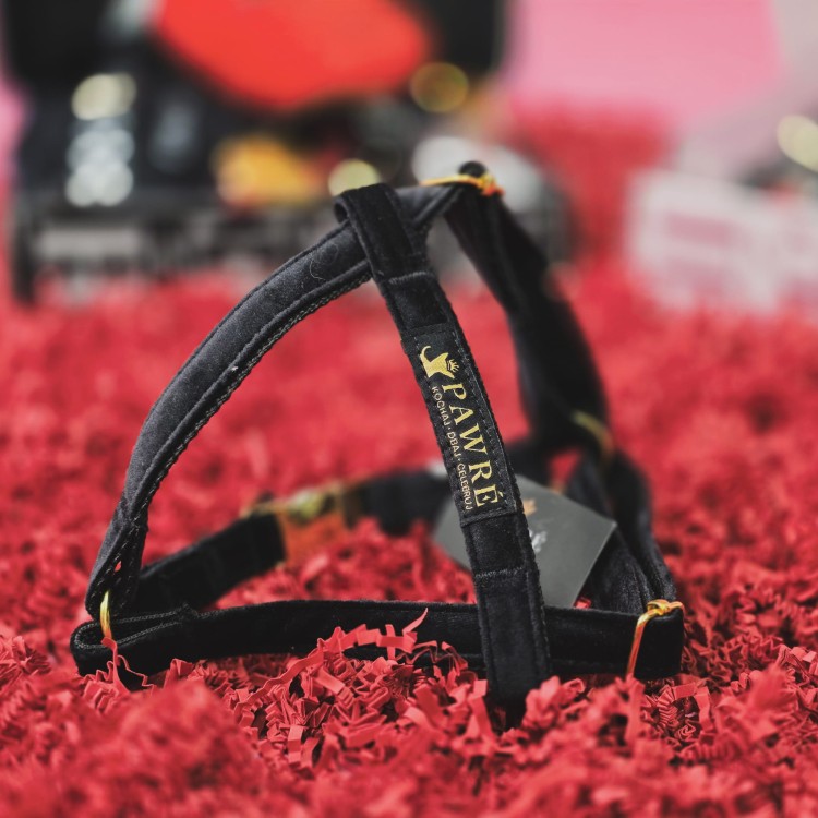 Szelki premium dla psa – wygodne i eleganckie